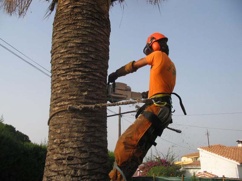 Tecniprune hombre cortando árbol