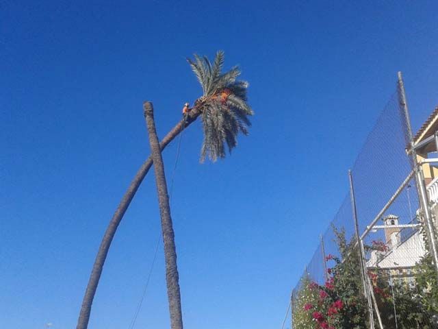 Tecniprune palmeras