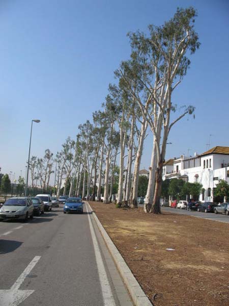 Tecniprune árboles en carretera